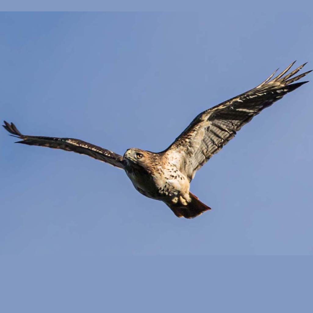 HawkWatch Grandfather Mountain SF.jpg